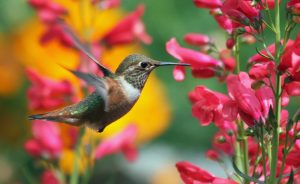 Ya está abierta la convocatoria para solicitar las becas ColibríMX