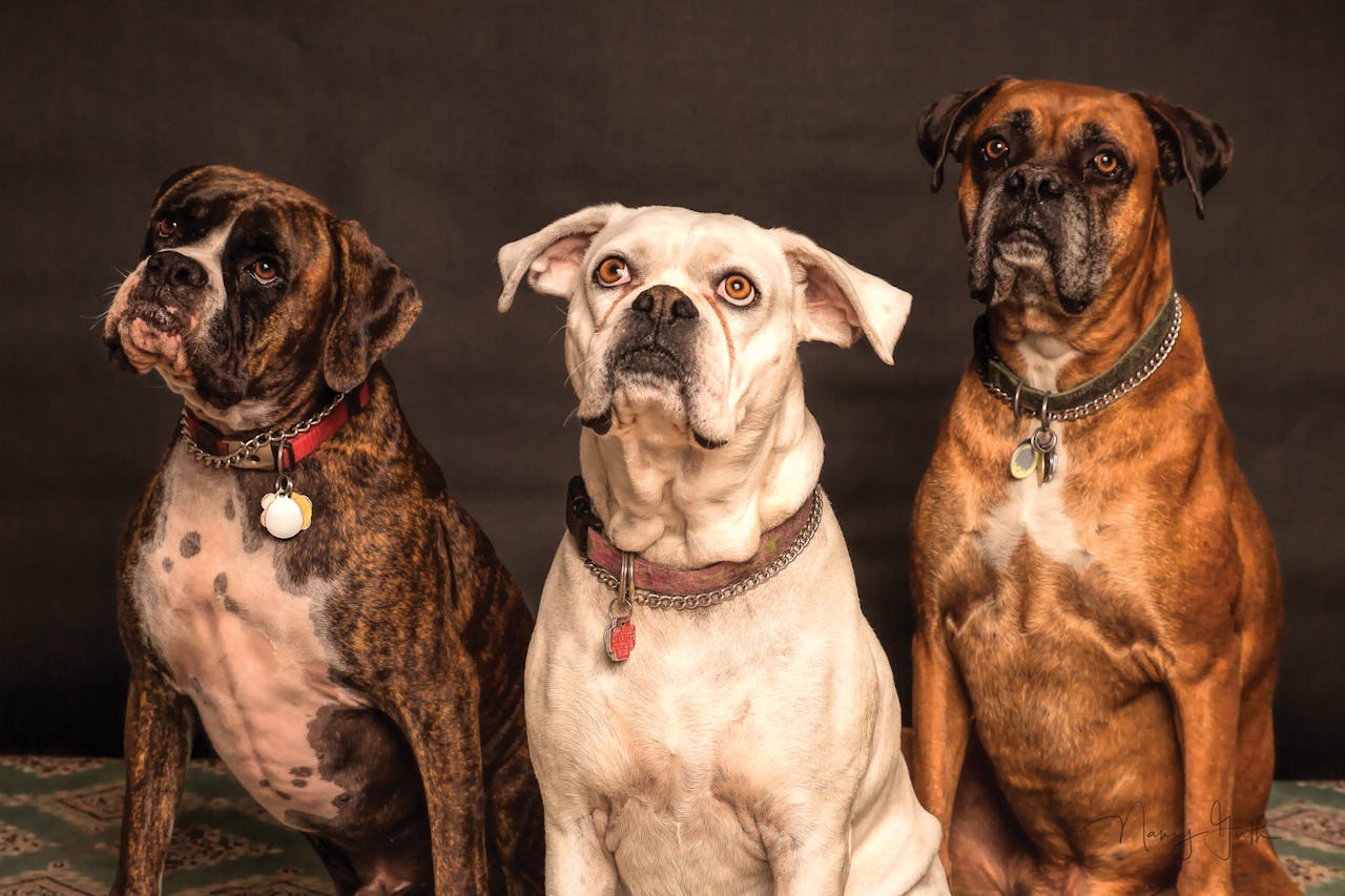 Protege a tus mascotas durante los fuegos artificiales del Cuatro de Julio tres perros