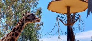 Octubre llega con grandes ahorros gracias a Kids Free San Diego: un mes de museos y diversión familiar