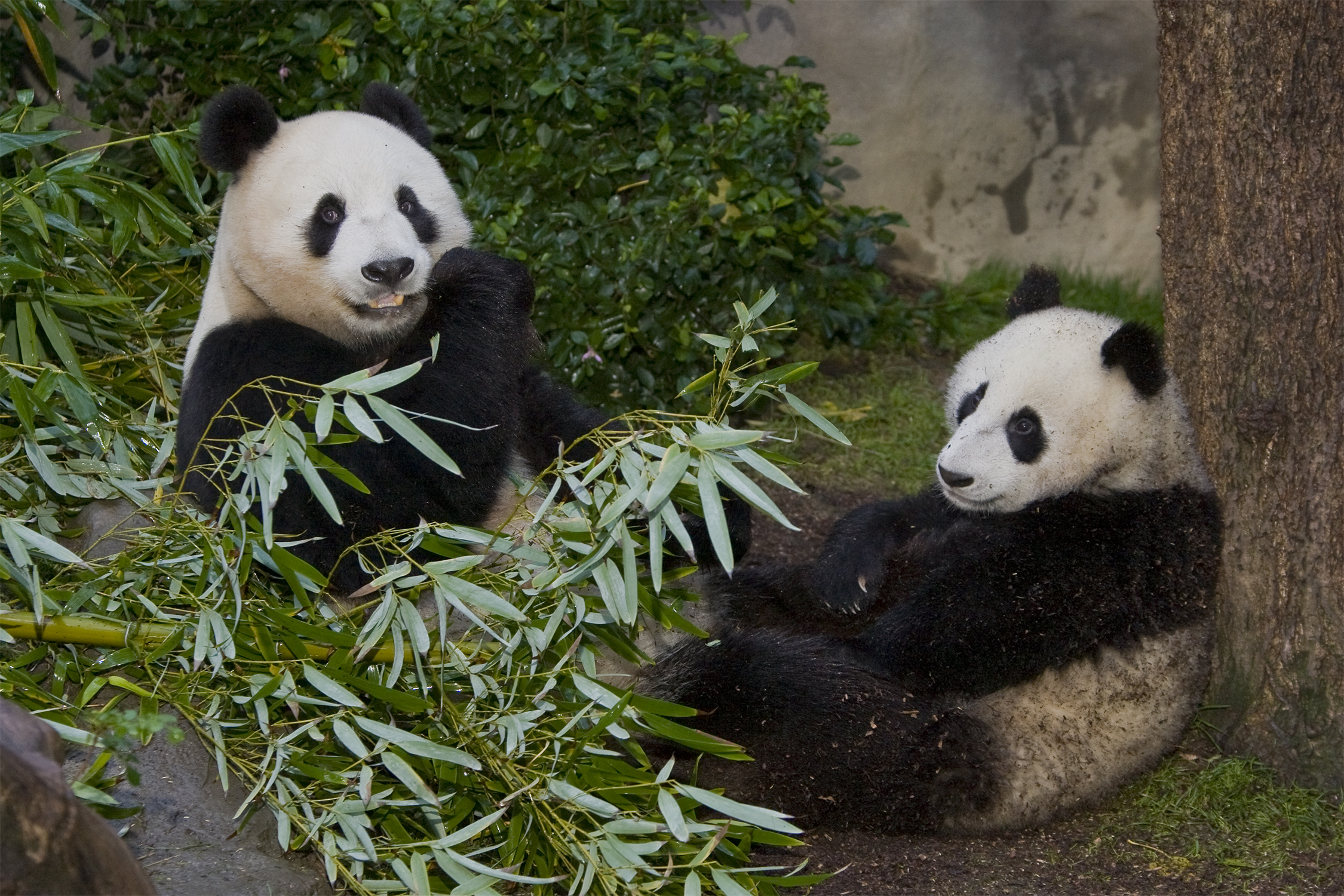 El zoológico de San Diego lanza nueva panda cam Pandas