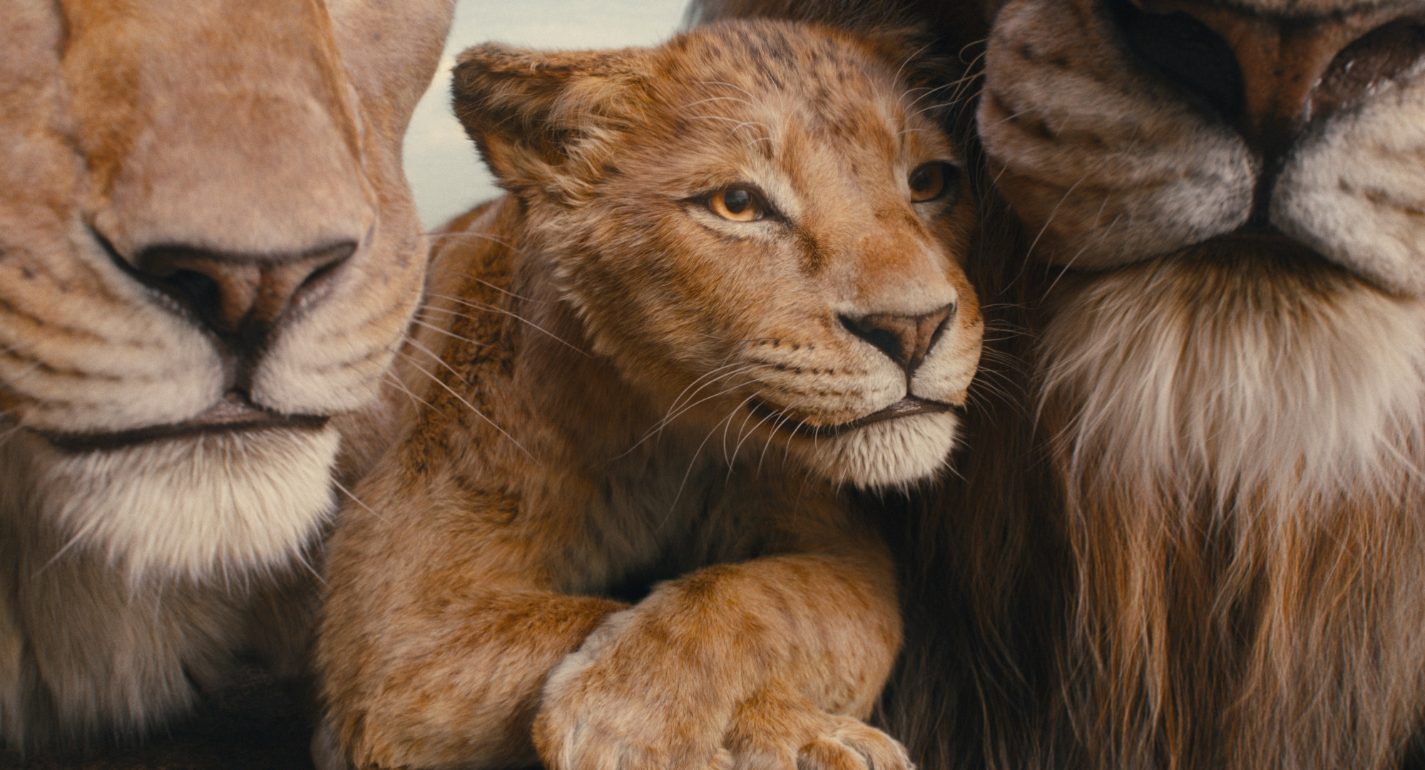 Mufasa: aventura visualmente deslumbrante con poco sentimiento Mufasa, cachorro de león