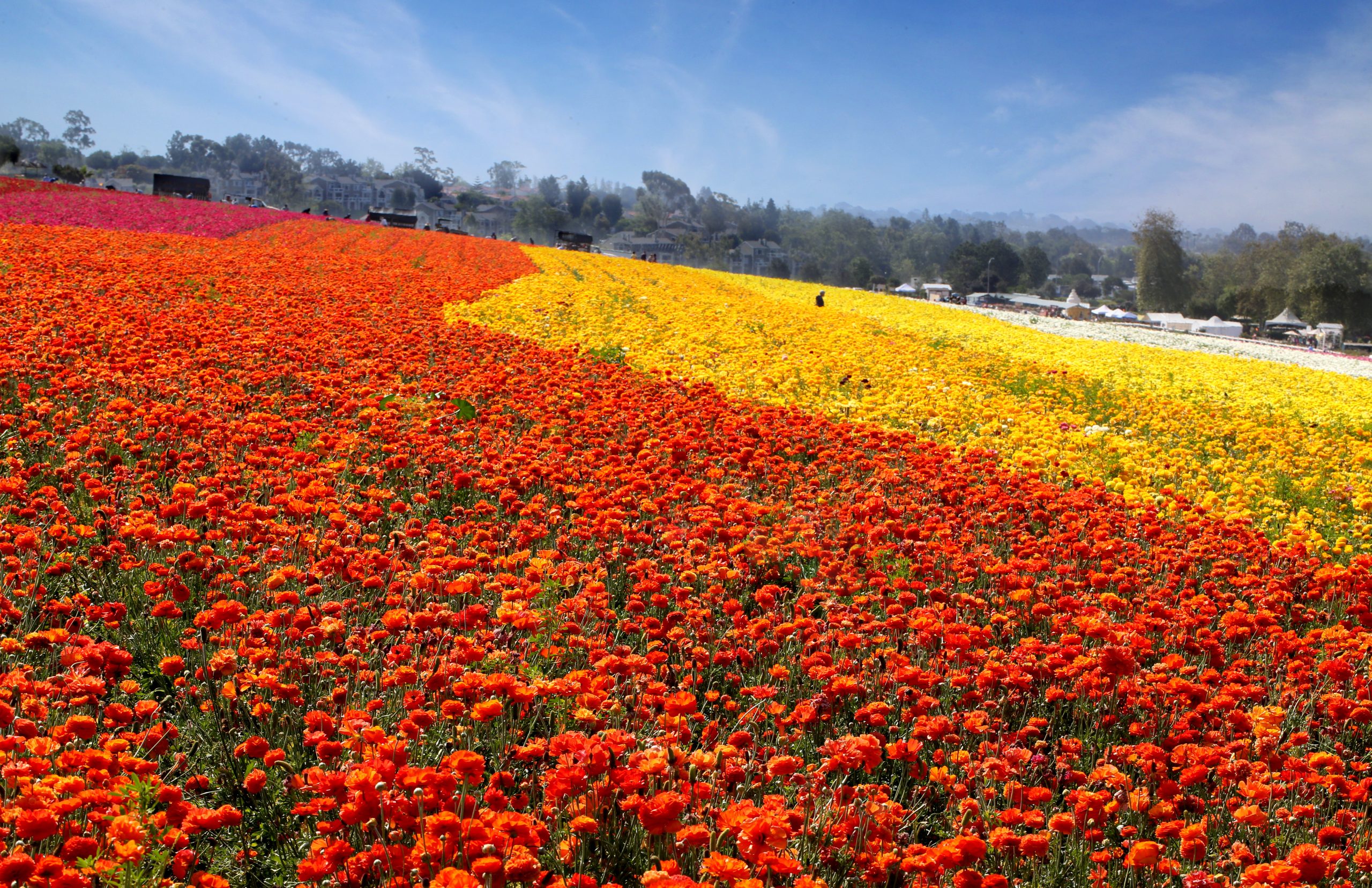 Los campos de flores de Carlsbad abren su temporada 2025 con un espectáculo de color y arte Flores