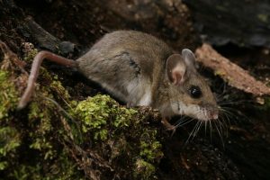Qué hay que saber sobre el hantavirus en San Diego