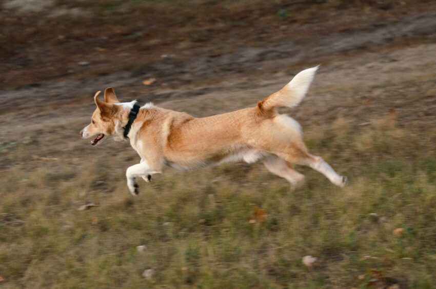 perro corriendo