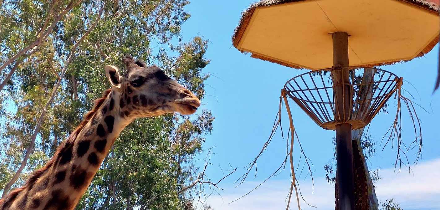 San Diego celebra 14 años de Kids Free October: más de 100 ofertas para familias este otoño jirafa