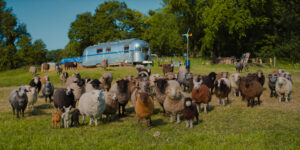 Ovejas que resuelven misterios y sanan el corazón: el encanto de The Sheep Detectives